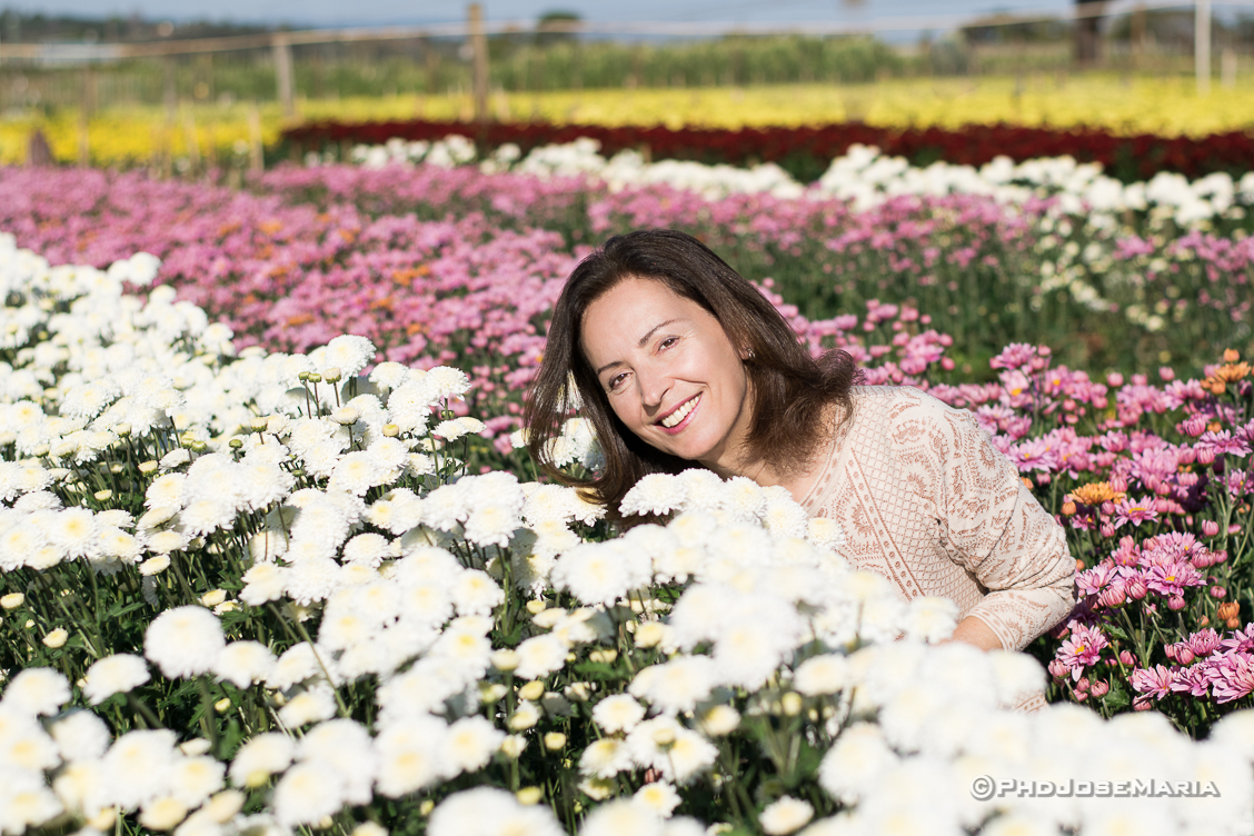 Fotografando os campos floridos de Holambra